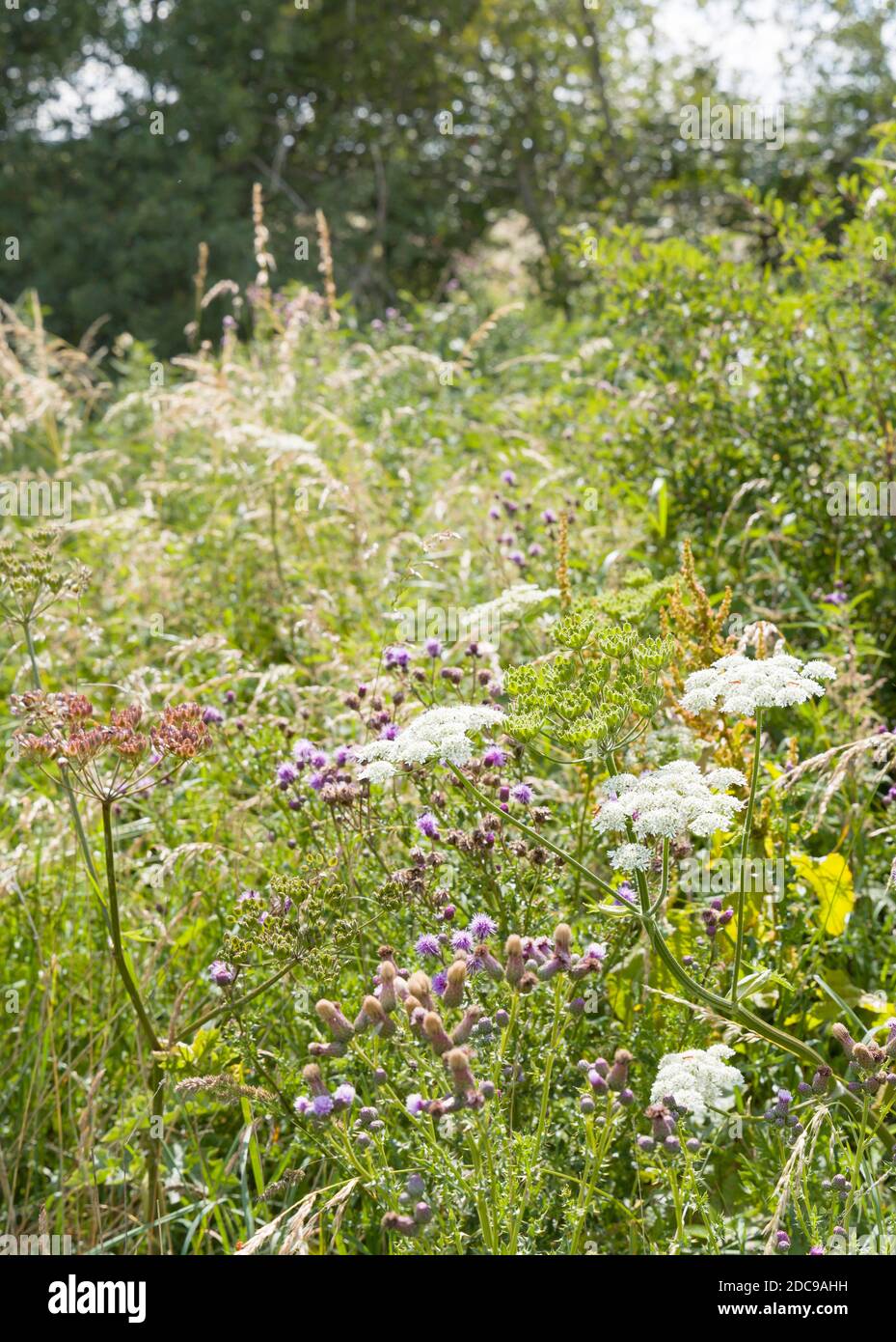 Prato di fiori selvatici, prezzemolo di mucca e cardo comune in un campo di fiori, Buckinghamshire, Regno Unito Foto Stock