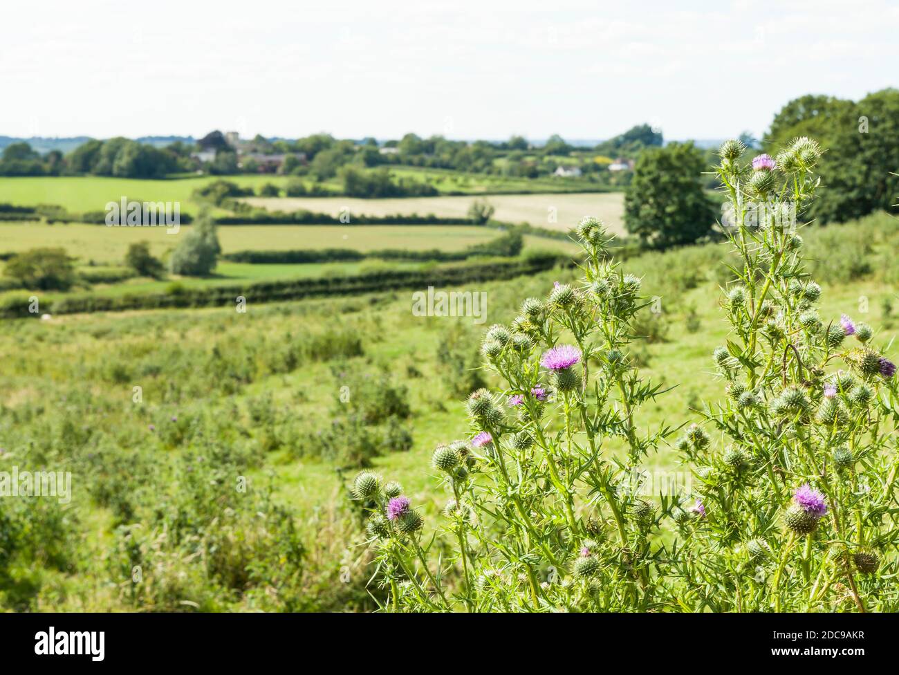 Campo di fiori selvatici (Thistle comune) nella campagna del Buckinghamshire, Aylesbury vale, Regno Unito Foto Stock