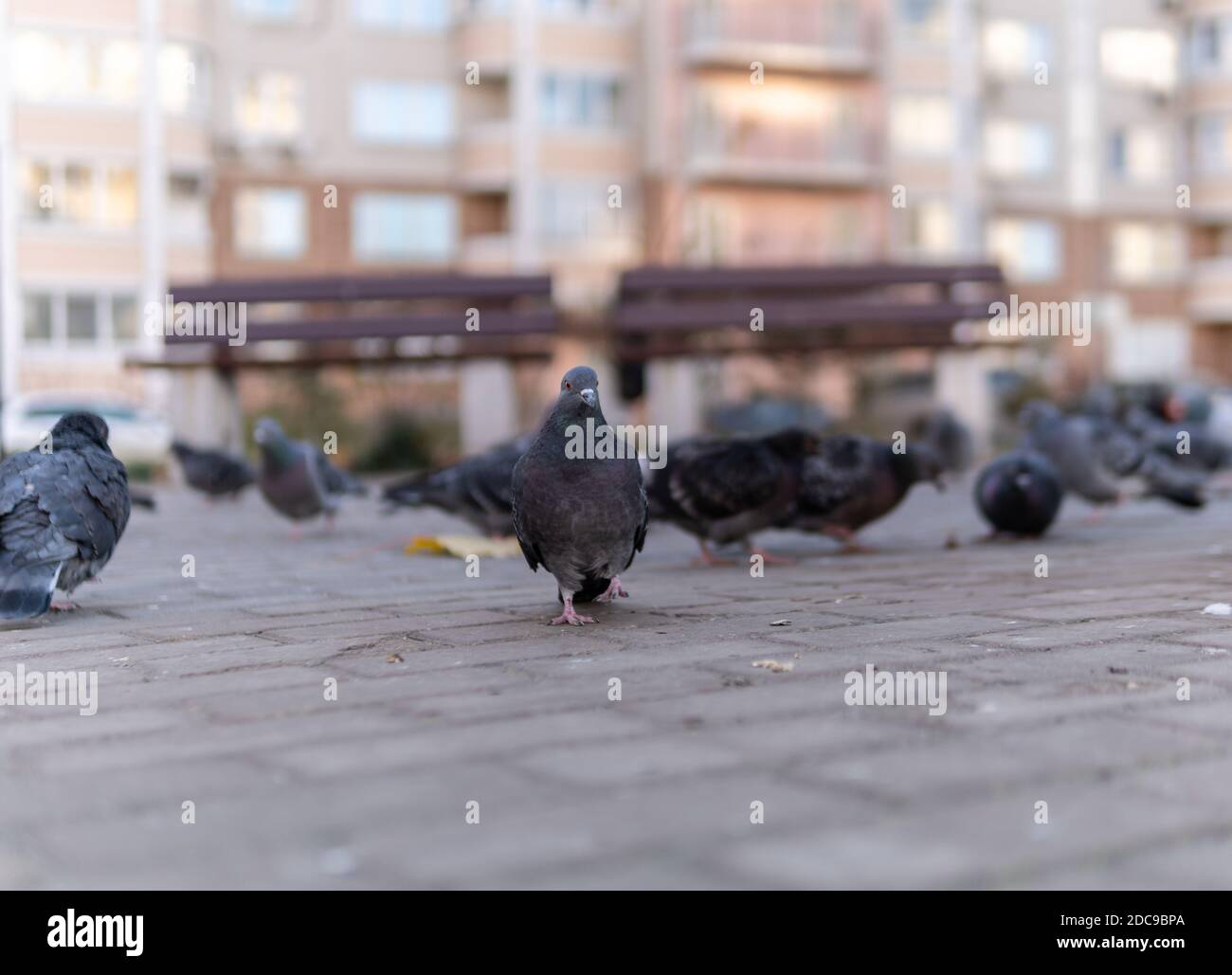 Colomba selvaggia con il volo grigio nel parco delle pietre di pavimentazione, in autunno. Tutto intorno, un gregge di uccelli. Foto Stock