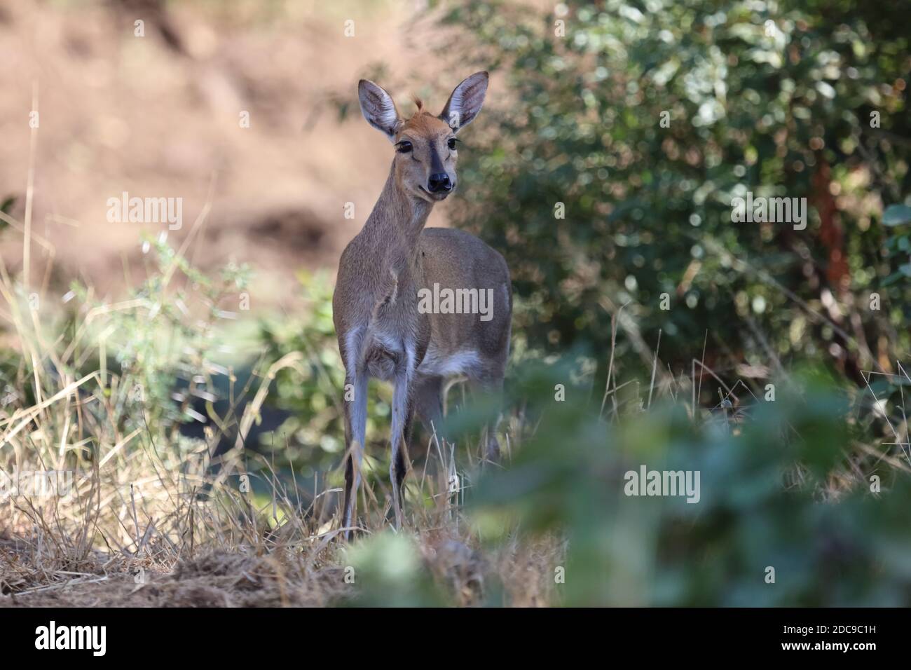 Africa Animali natura selvaggia Foto Stock