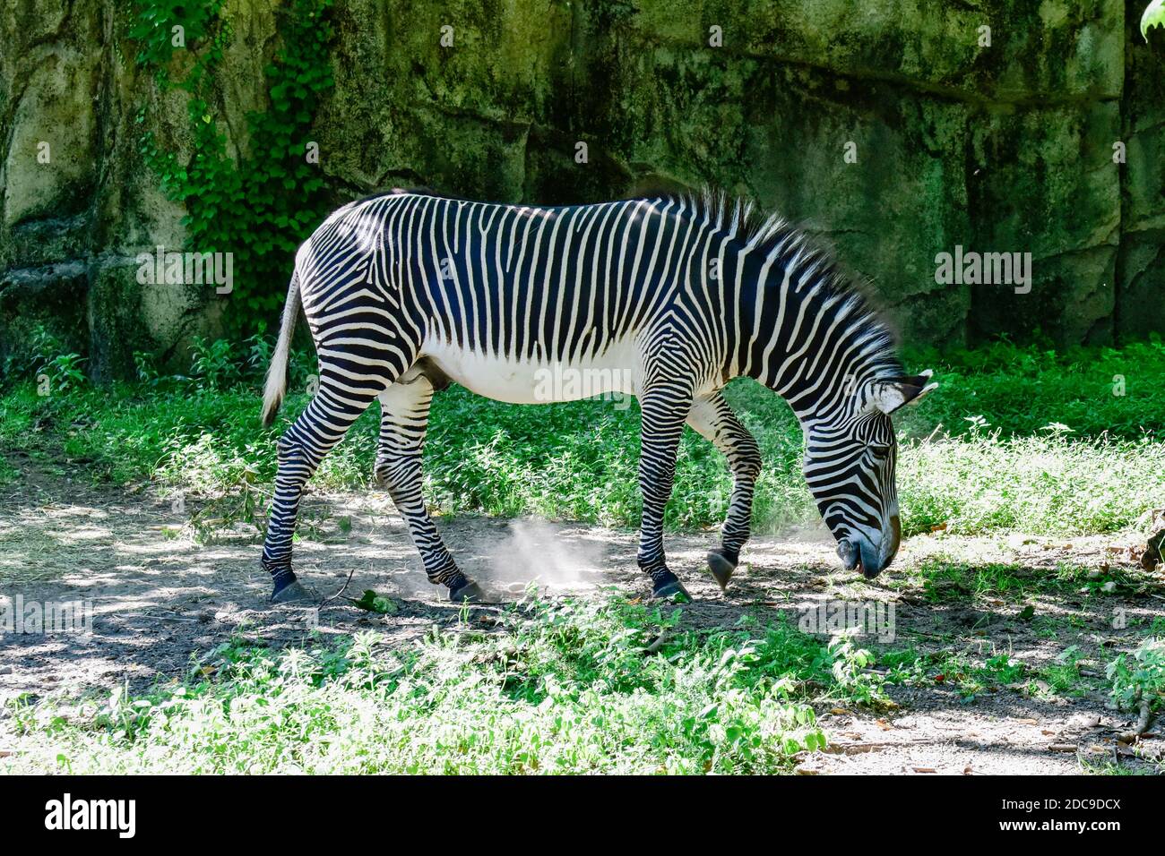 grande zebra a righe in piedi nella casa dello zoo Foto Stock