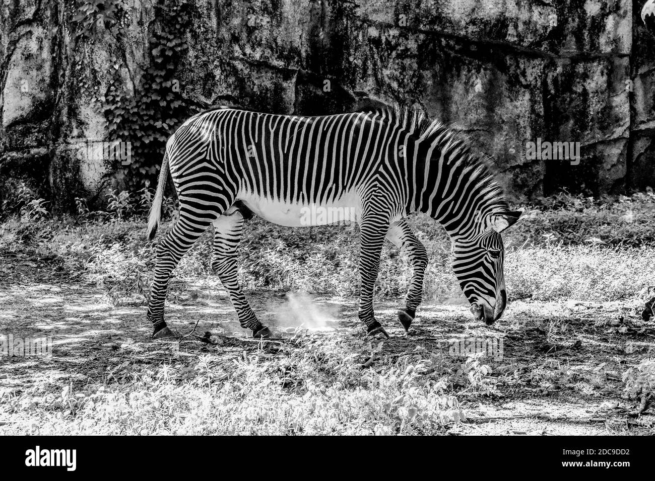 grande zebra a righe in piedi nella casa dello zoo Foto Stock