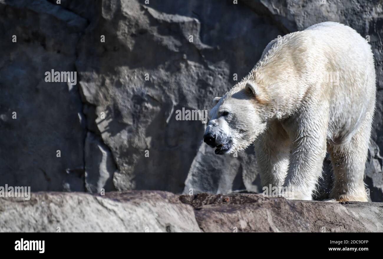 Grande orso polare bianco nel recinto dello zoo Foto Stock