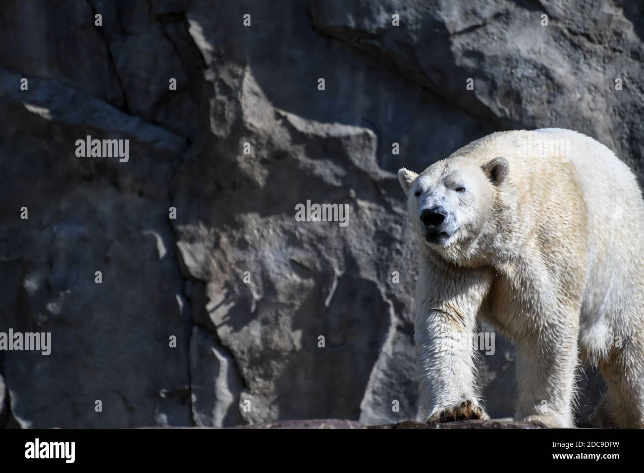 Grande orso polare bianco nel recinto dello zoo Foto Stock