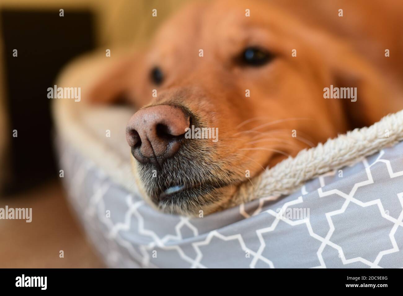 Golden Retriever cucciolo a casa pappando nel suo letto Foto Stock