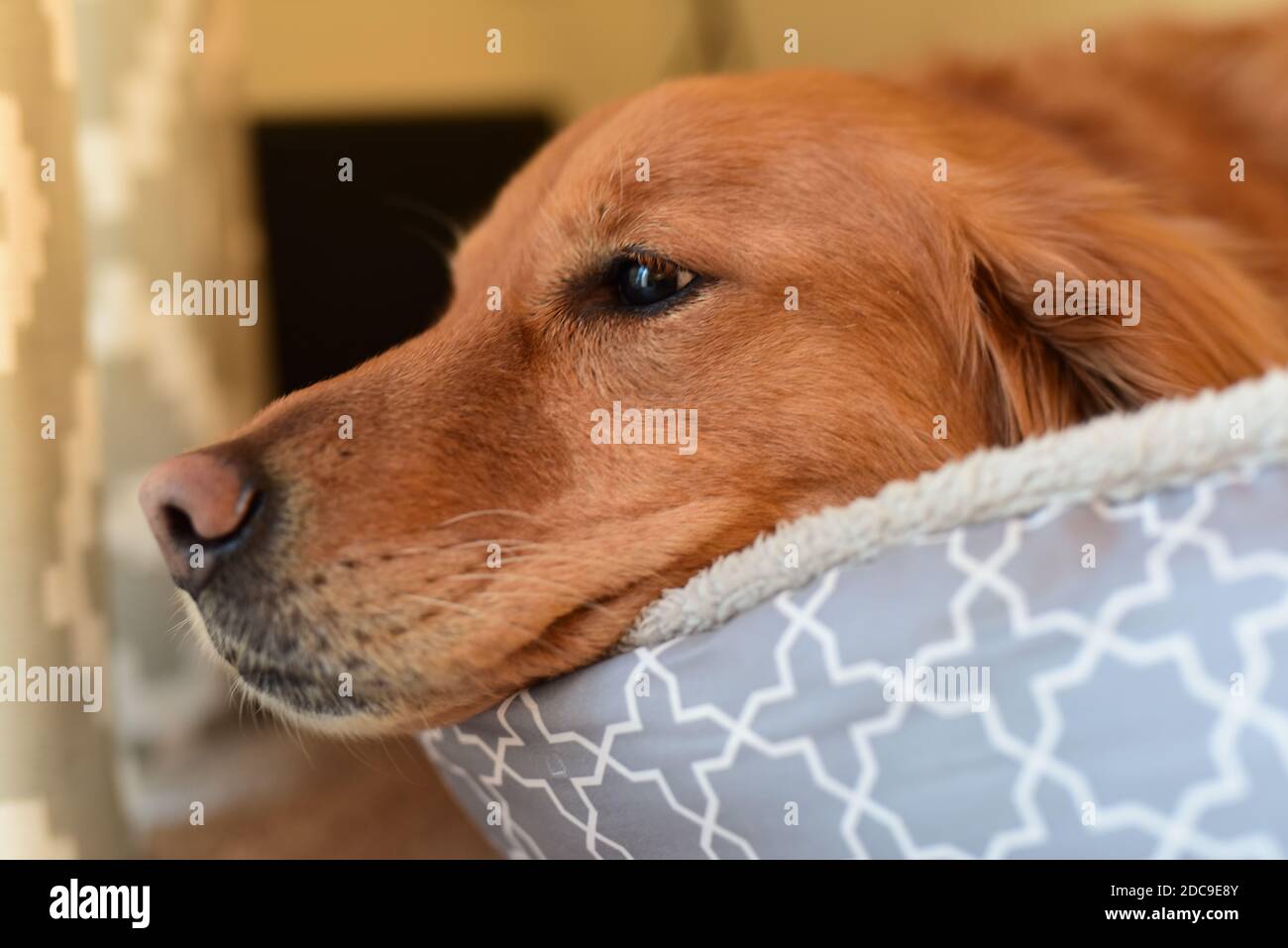 Golden Retriever cucciolo a casa pappando nel suo letto Foto Stock