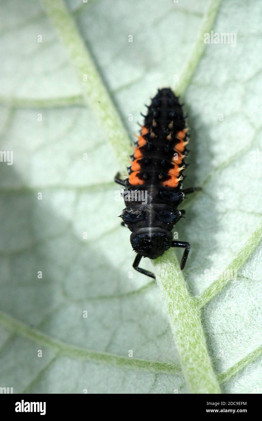 Larve di Ladybug (Harmonia axyridis) Foto Stock