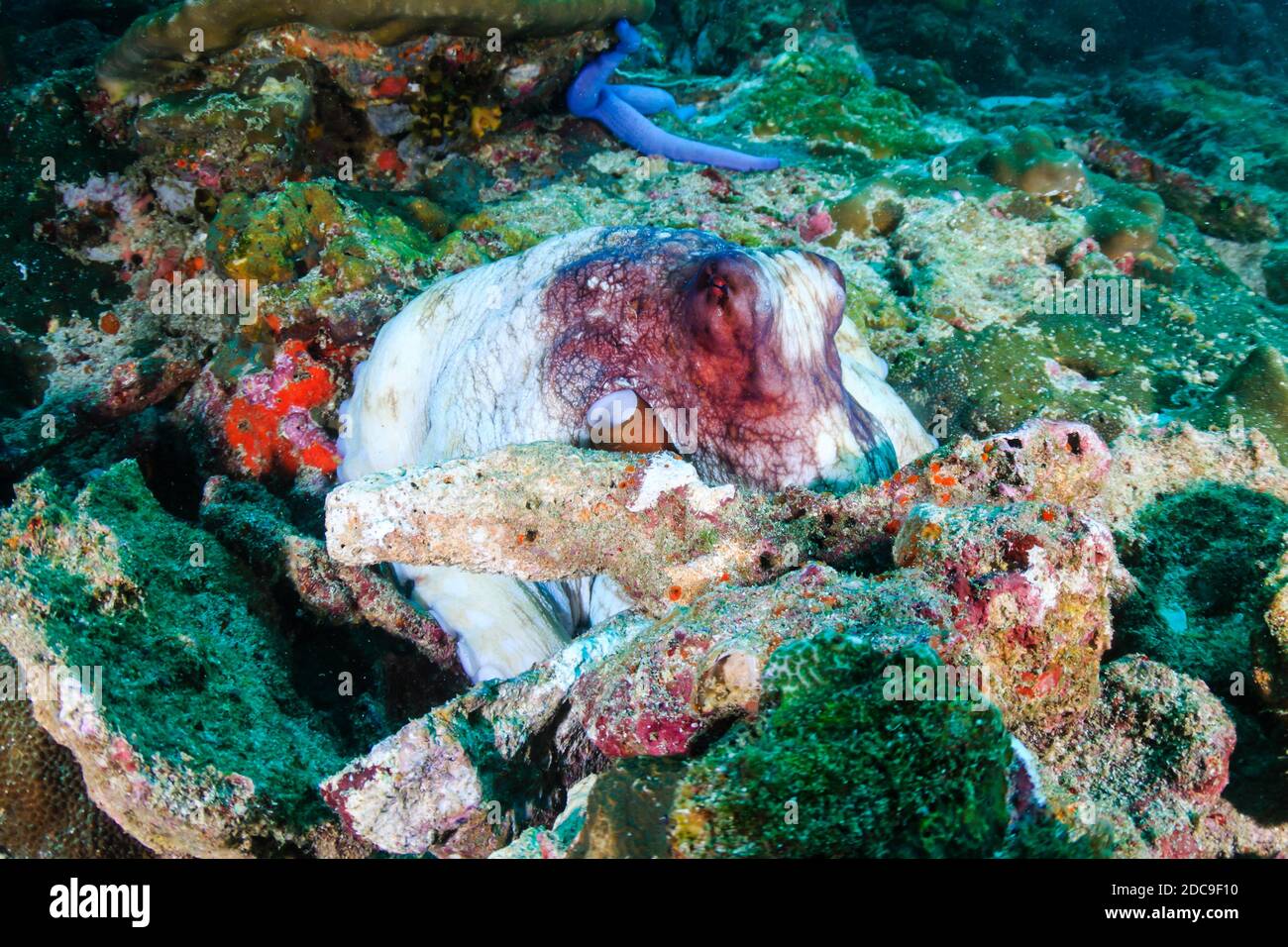 Octopus comune che si nasconde su una barriera corallina tropicale scuro in Il Mare delle Andamane Foto Stock