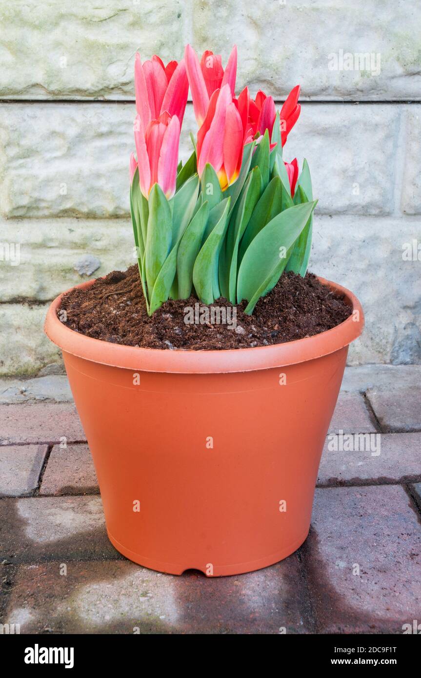Gruppo di tulipani in piantatrice. Moda un tulipano rosso di giglio appartenente al gruppo Kaufmanniana della Divisione tulipani 12 Foto Stock