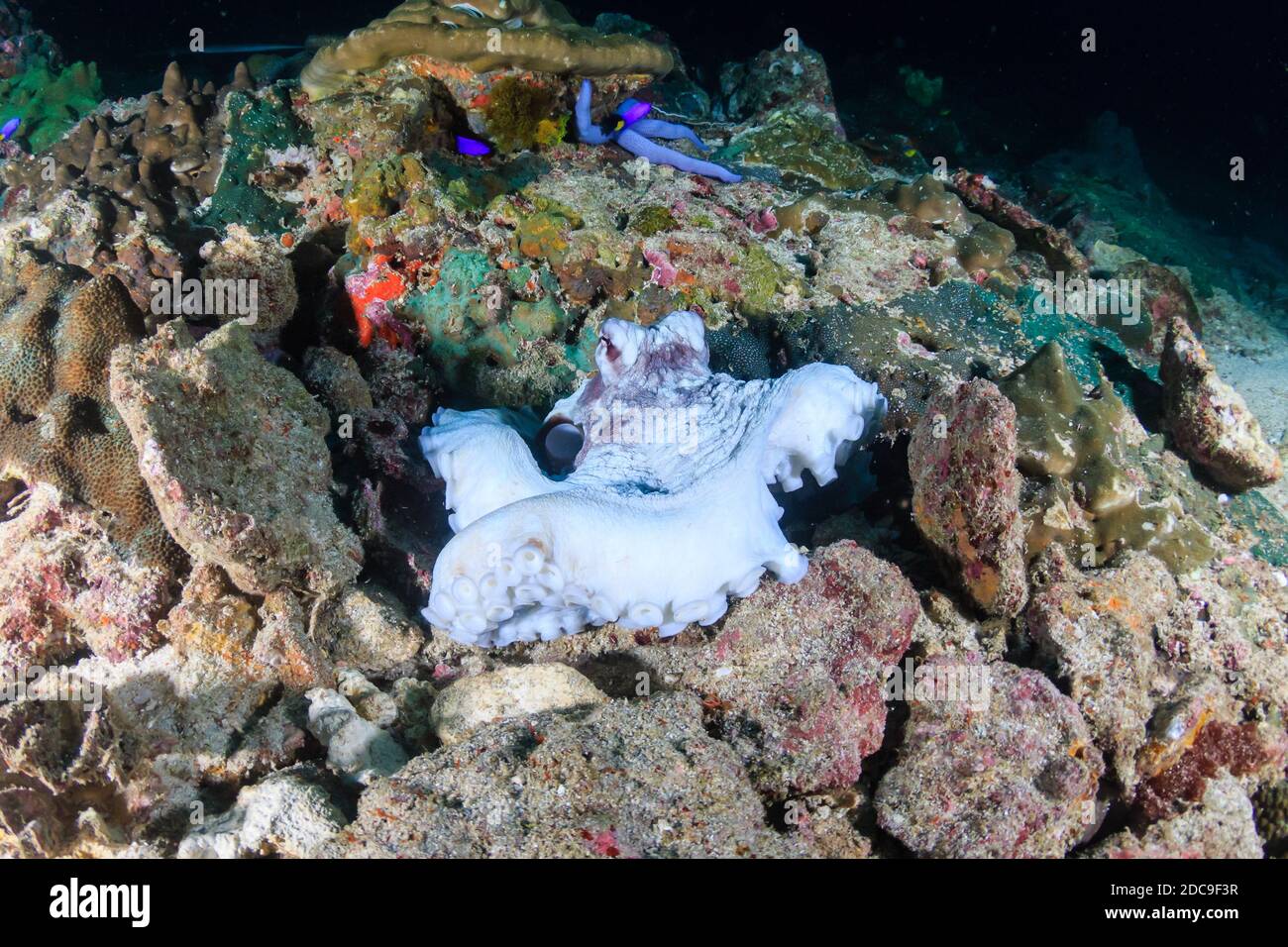 Octopus comune che si nasconde su una barriera corallina tropicale scuro in Il Mare delle Andamane Foto Stock