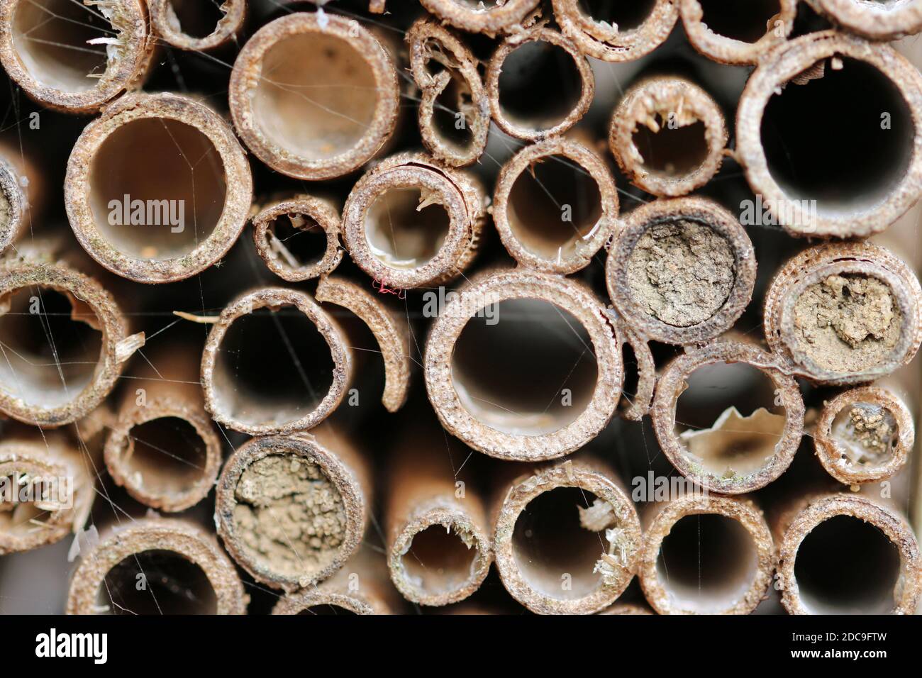 Bug hotel bambù canne per insetti di razza e overwinter con alcune canne sigillate da api solitarie con fango e qualche cavo. Foto Stock