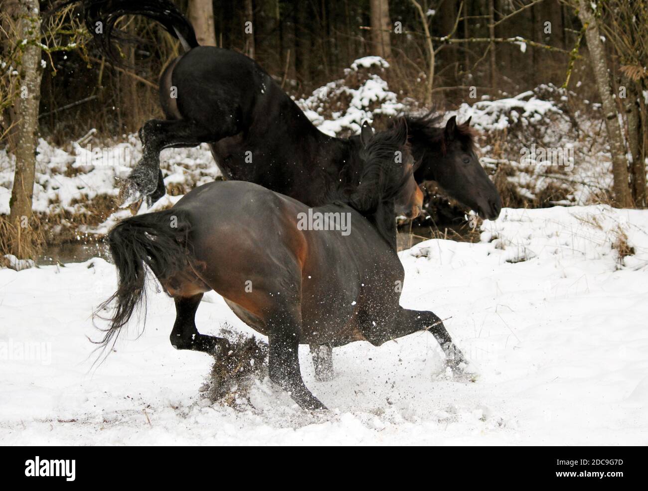 12.01.2019, Monaco, Baviera, Germania - Cavallo nella neve in inverno sul paddock. 00S190112D822CAROEX.JPG [VERSIONE DEL MODELLO: NON APPLICABILE, PROPE Foto Stock