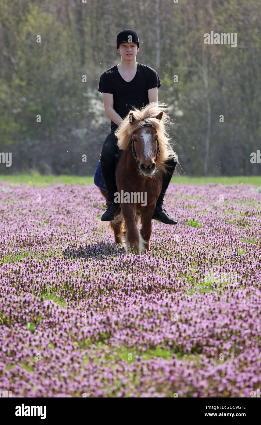 06.04.2019, Glasten, Sassonia, Germania - giovane ragazzo che cavalca un pony Shetland su un prato con ortica viola. 00S190406D317CAROEX.JPG [VERSIONE DEL MODELLO Foto Stock