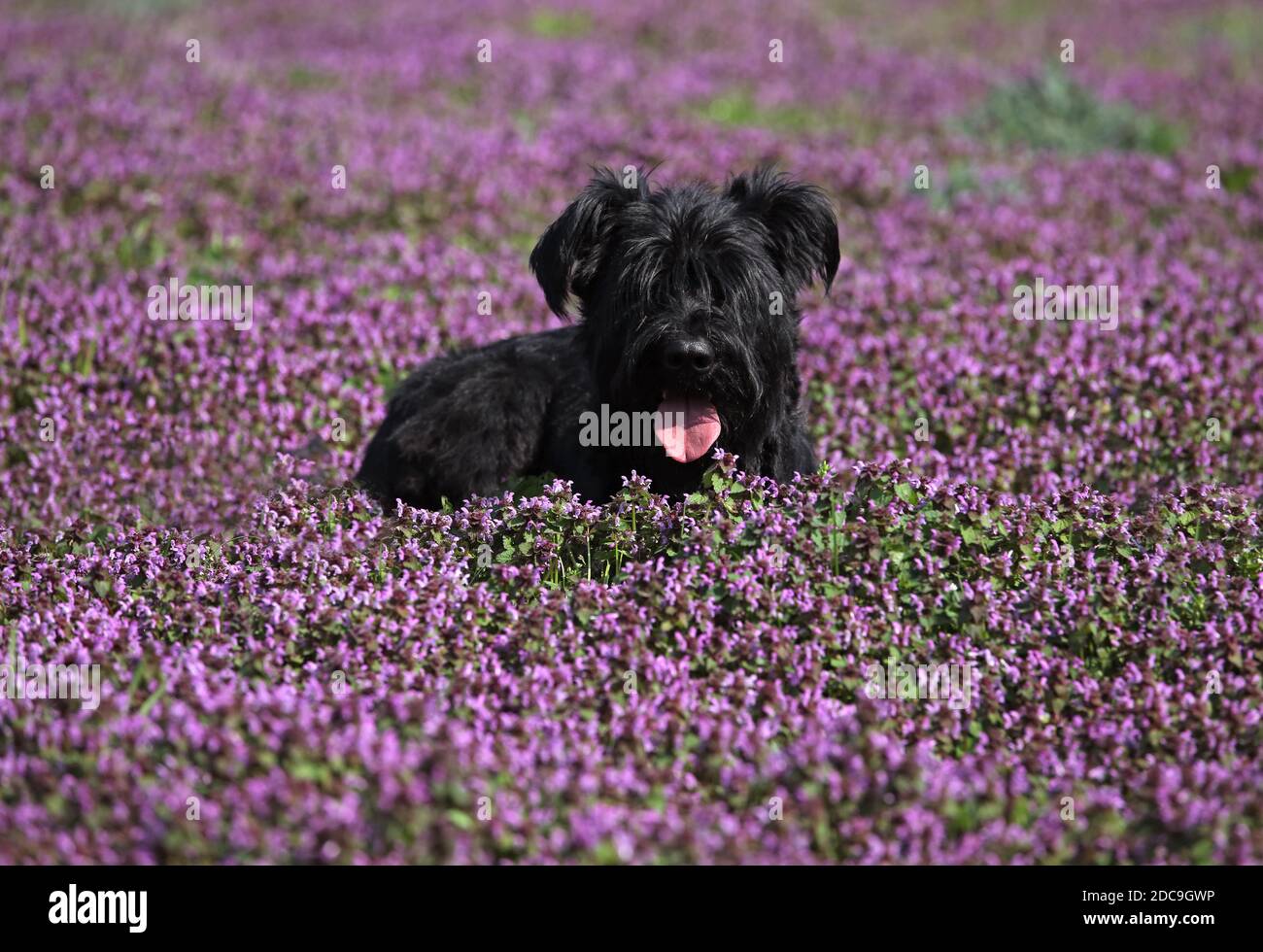 06.04.2019, Glasten, Sassonia, Germania - Germania, Giant Schnauzer è seduto in un prato con ortica viola. 00S190406D413CAROEX.JPG [VERSIONE DEL MODELLO Foto Stock