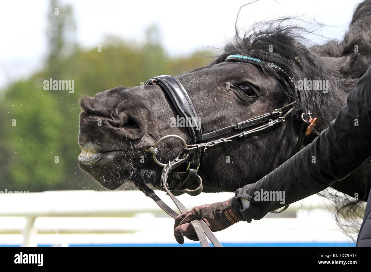 05.05.2019, Dresda, Sassonia, Germania - Snorts Frisone. 00S190505D444CAROEX.JPG [RELEASE DEL MODELLO: NO, RELEASE DELLA PROPRIETÀ: NO (c) caro images / Sorge, http: Foto Stock