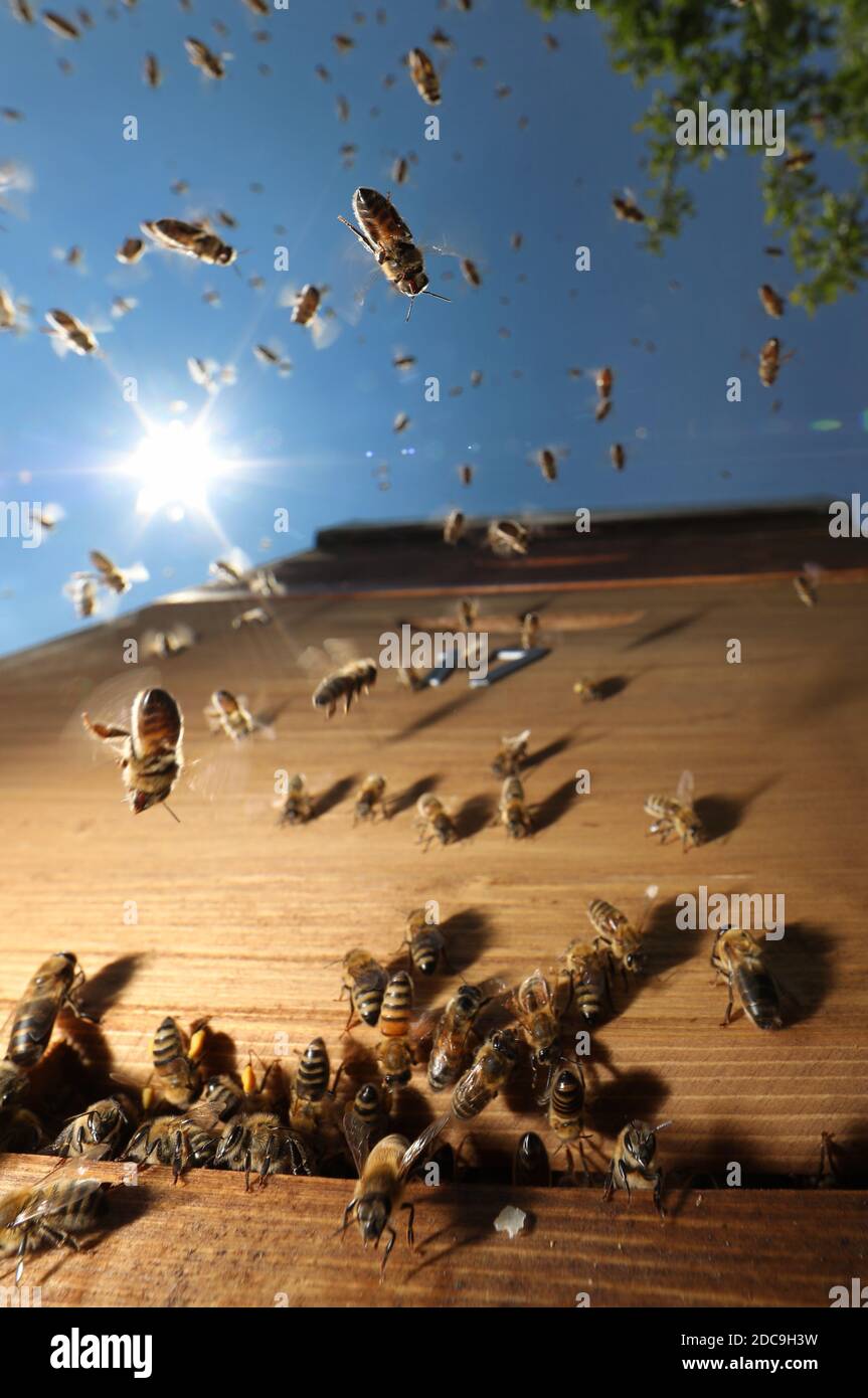 18.05.2019, Berlino, Berlino, Germania - le api di miele si avvicinano alla loro alveare. 00S190518D663CAROEX.JPG [RELEASE DEL MODELLO: NON APPLICABILE, RELEASE DELLA PROPRIETÀ: NO Foto Stock