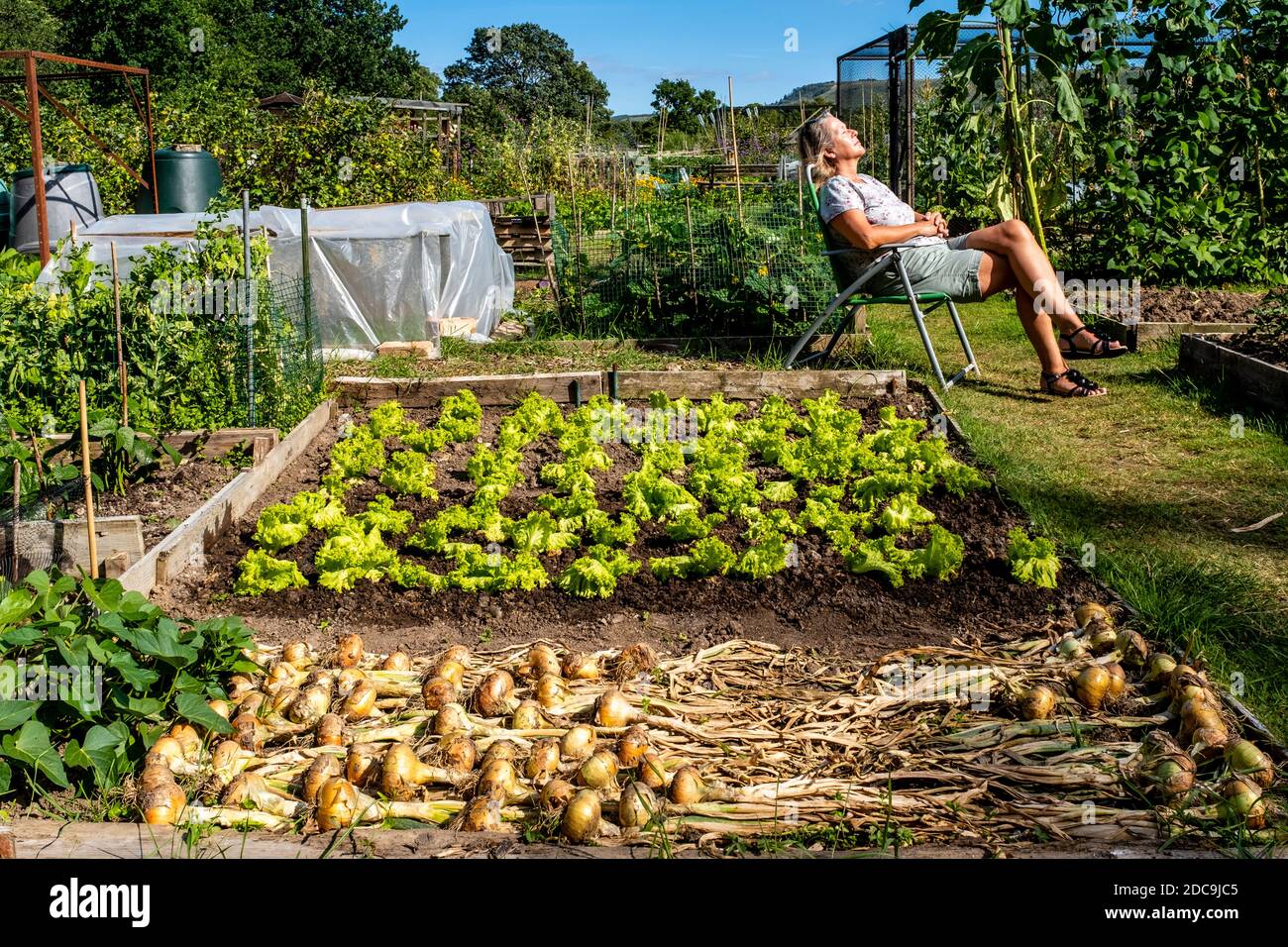 Una donna si rilassa nel sole ad un Allootment, Hassocks, Sussex, UK Foto Stock