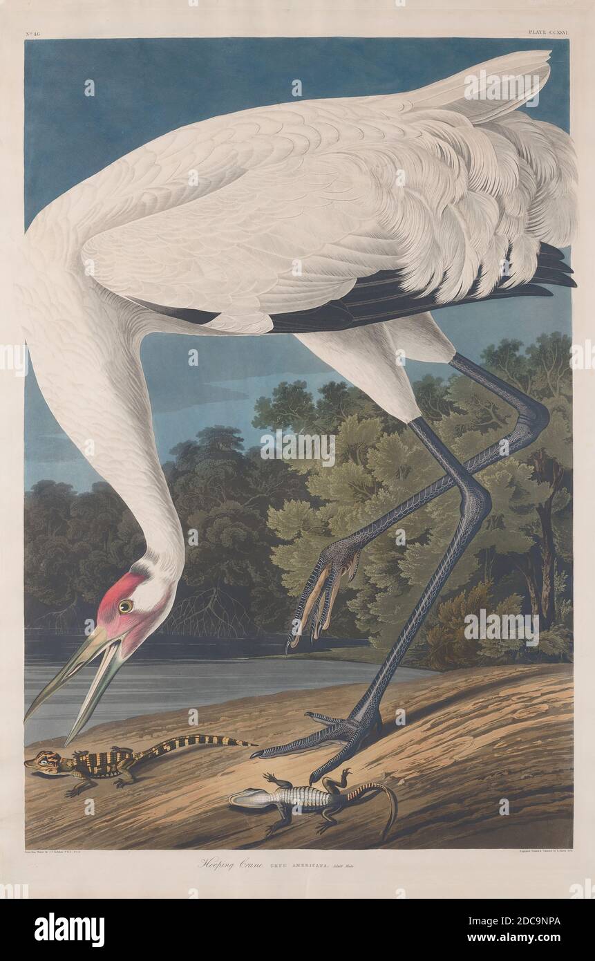 Robert Havell, Jr., (artista), americano, nato Inghilterra, 1793 - 1878, John James Audubon, (artista dopo), americano, 1785 - 1851, Hooping Crane, The Birds of America: Plate CCXXVI, (serie), 1834, incisione a mano e acquatinta su carta Whatman wove, piatto: 97 x 65.5 cm (38 3/16 x 25 13/16 pollici), foglio: 100.3 x 67.7 cm (39 1/2 x 26 5/8 pollici Foto Stock