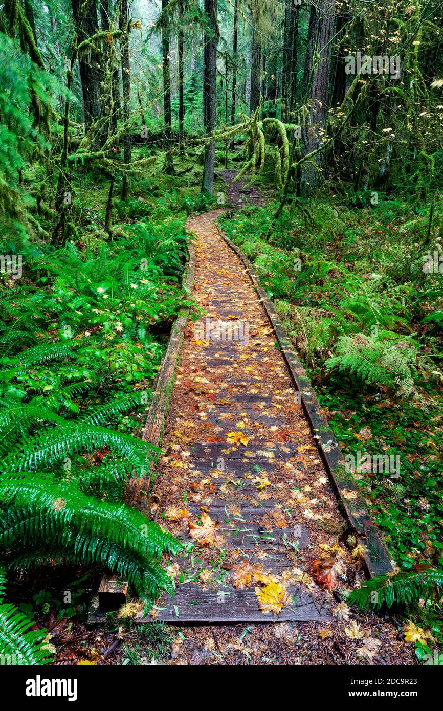 WA17905-00....WASHINGTON - Foresta pluviale lungo l'Ancient Groves Trail nella Valle Sol Duc del Parco Nazionale Olimpico. Foto Stock