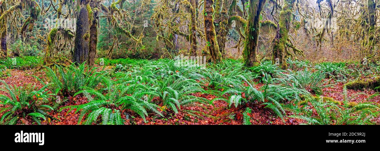 WA17906-00....WASHINGTON - Maple Grove nella Foresta pluviale Hoh del Parco Nazionale Olimpico. Foto Stock