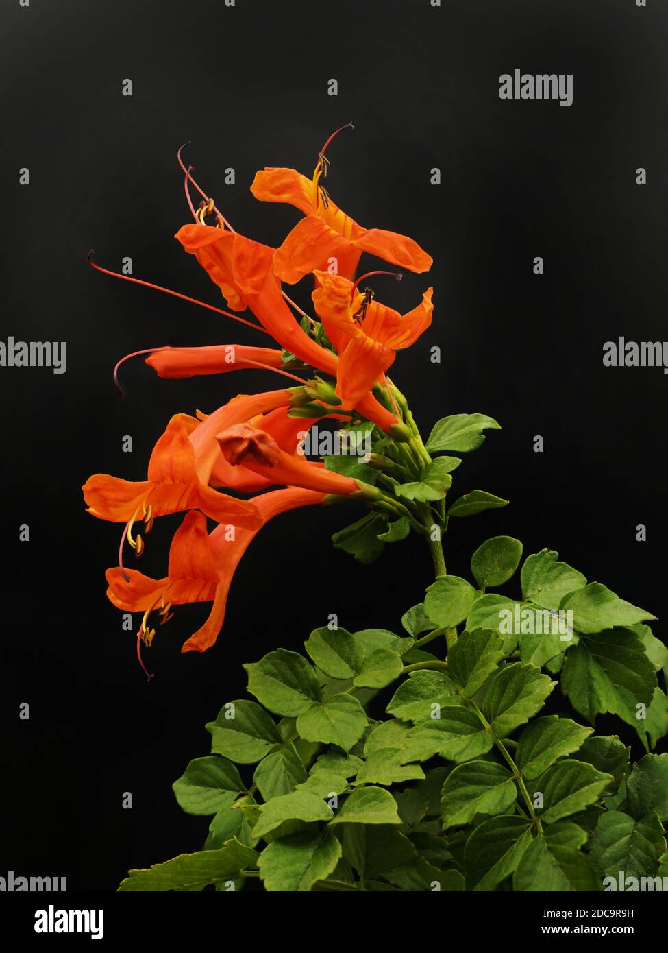 Gruppo di fiori di Capo Honeysuckle isolato su sfondo nero Foto Stock