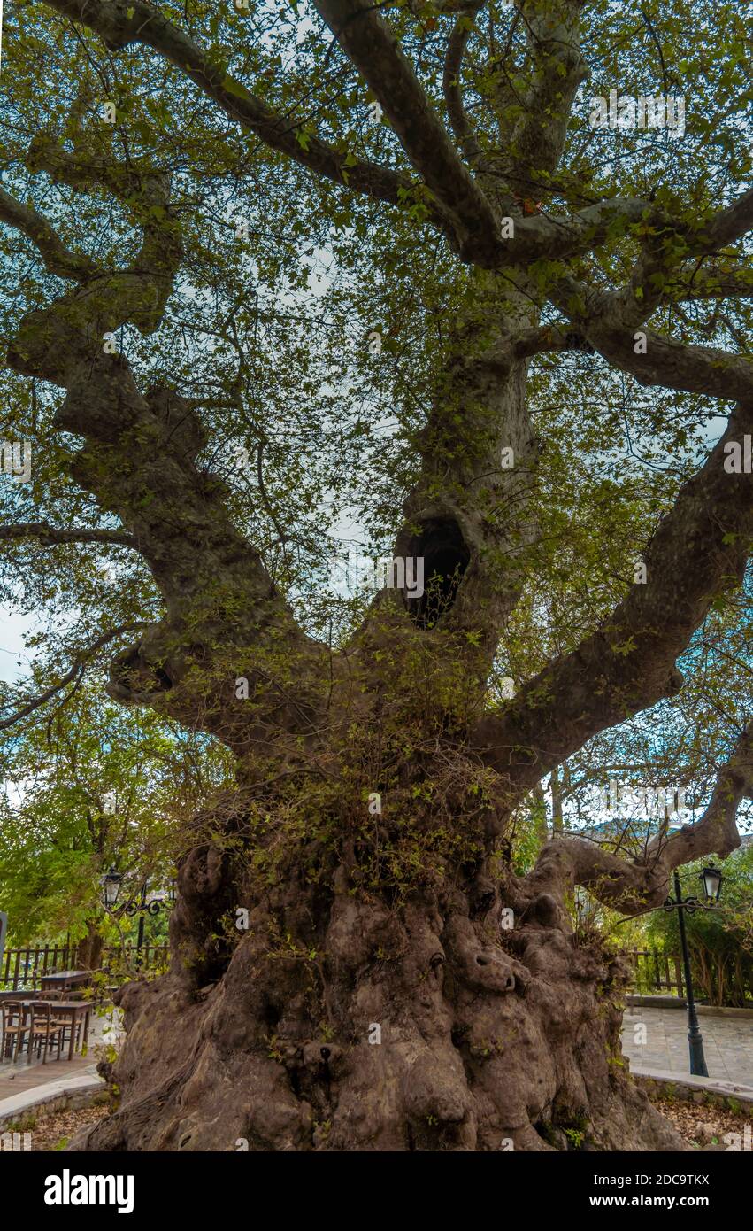 Un gigantesco platano (platanus, sycamore) a Krasi, uno degli alberi più antichi e più spessi del mondo e classificato come monumnt naturale nazionale, Creta, G. Foto Stock