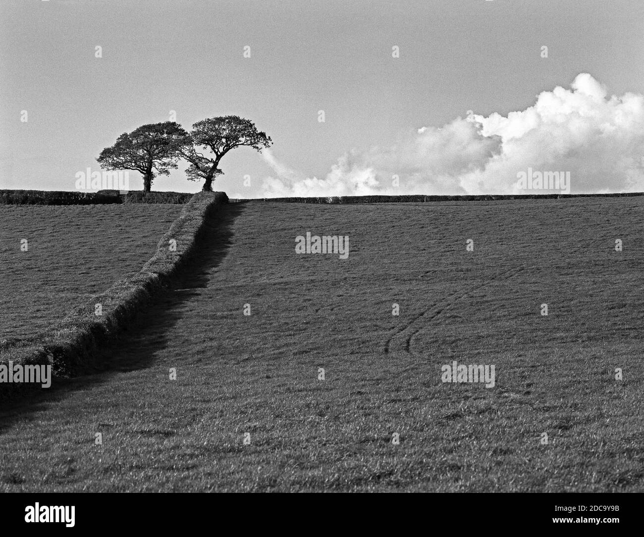 Un Hedge che si inclina verso la collina verso due alberi Foto Stock