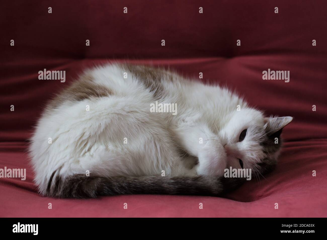 Un gatto si arriccia su una sedia rossa in velluto. Foto Stock