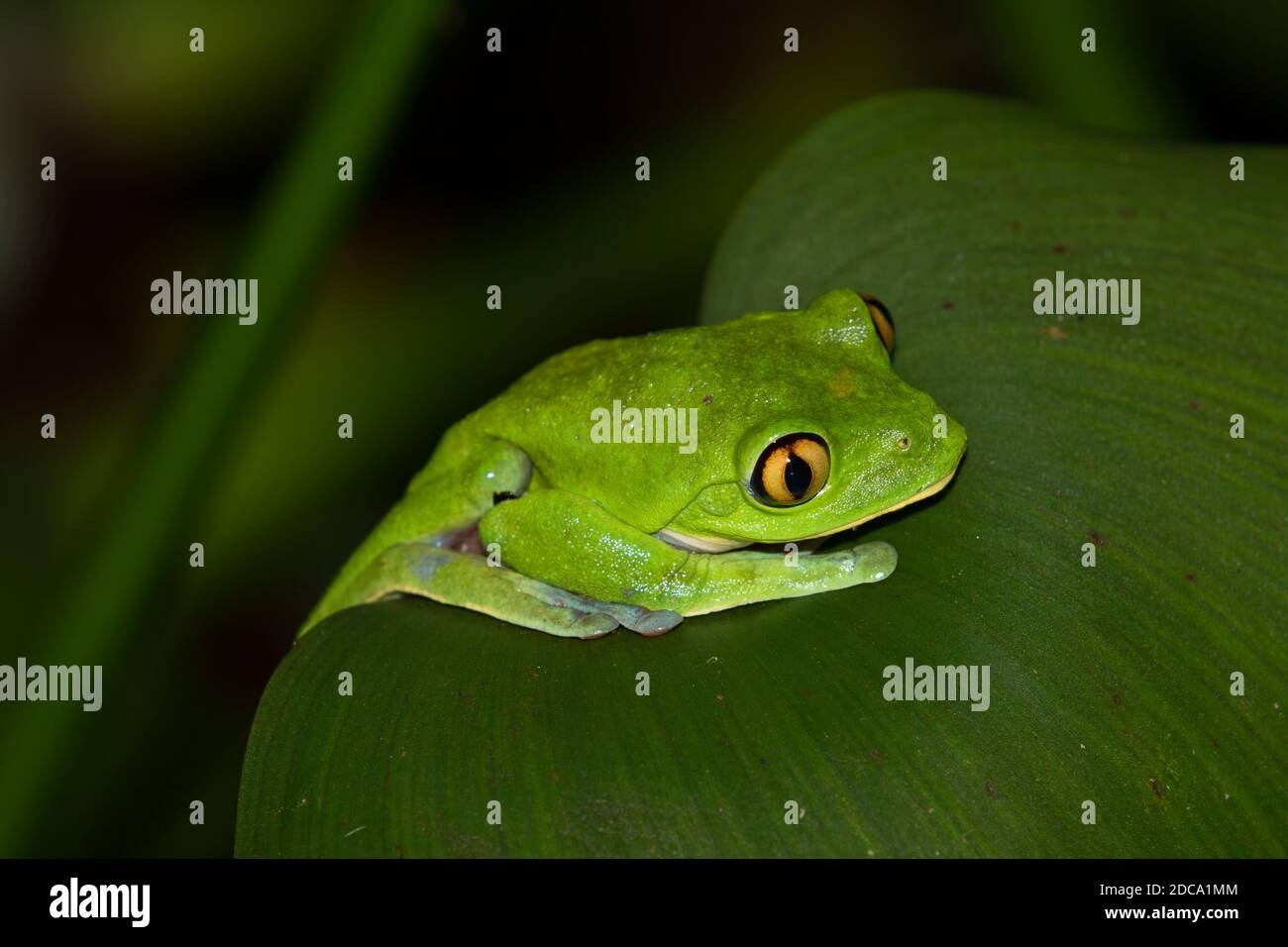 La rana di foglie dal lato blu, dall'occhio giallo o dall'occhio arancione, Agalychnis annae, è una specie in via di estinzione di rana notturna in Costa Rica. Foto Stock