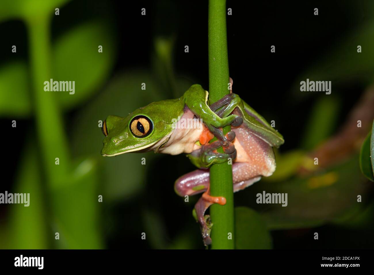 La rana di foglie dal lato blu, dall'occhio giallo o dall'occhio arancione, Agalychnis annae, è una specie in via di estinzione di rana notturna in Costa Rica. Foto Stock