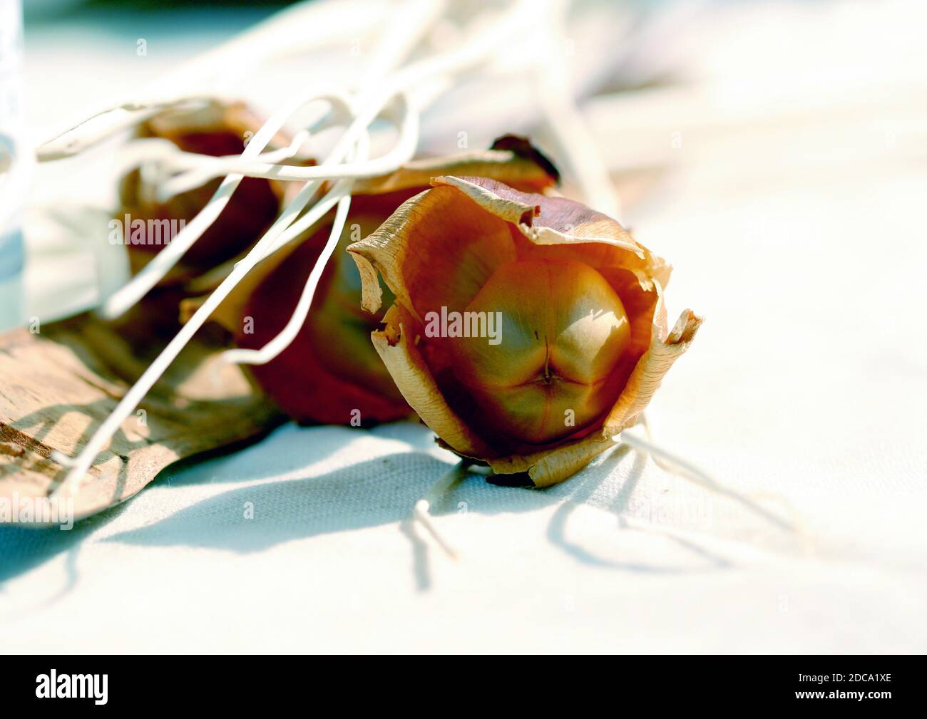 Accessori benessere - stile di vita tema sano bellezza, cura della pelle, piante per volantini, catalogo, banner, brochure, newsletter, stampa e media elettronici ecc... Foto Stock