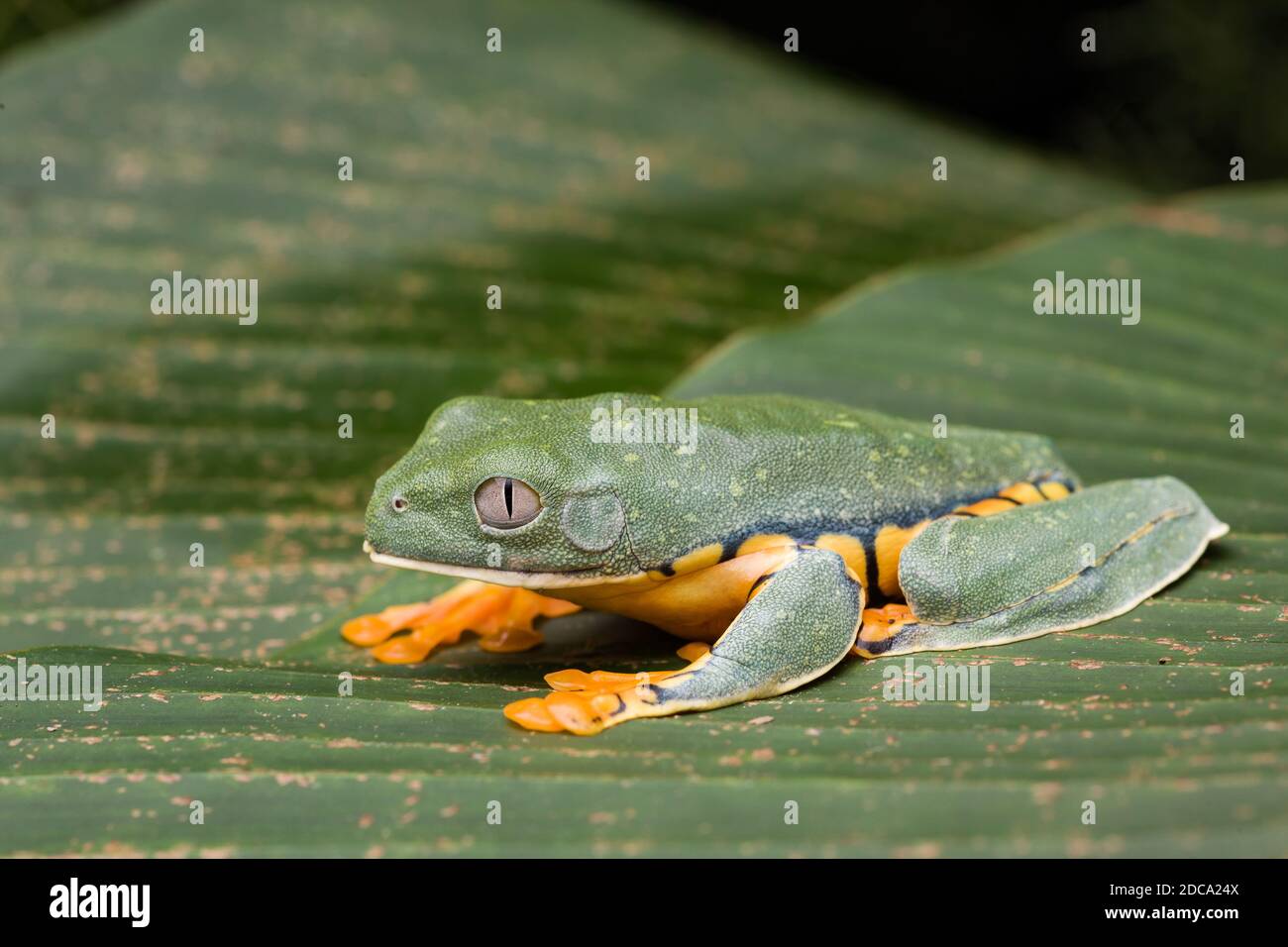 La splendida rana di foglie, Cruziohyla calcarifer, si trova in foreste pluviali umide e neotropiche dal sud della Costa Rica al nord dell'Ecuador. Foto Stock