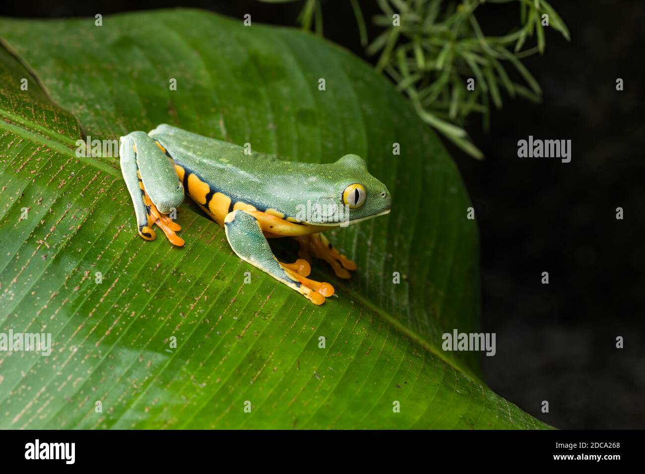 La splendida rana di foglie, Cruziohyla calcarifer, si trova in foreste pluviali umide e neotropiche dal sud della Costa Rica al nord dell'Ecuador. Foto Stock