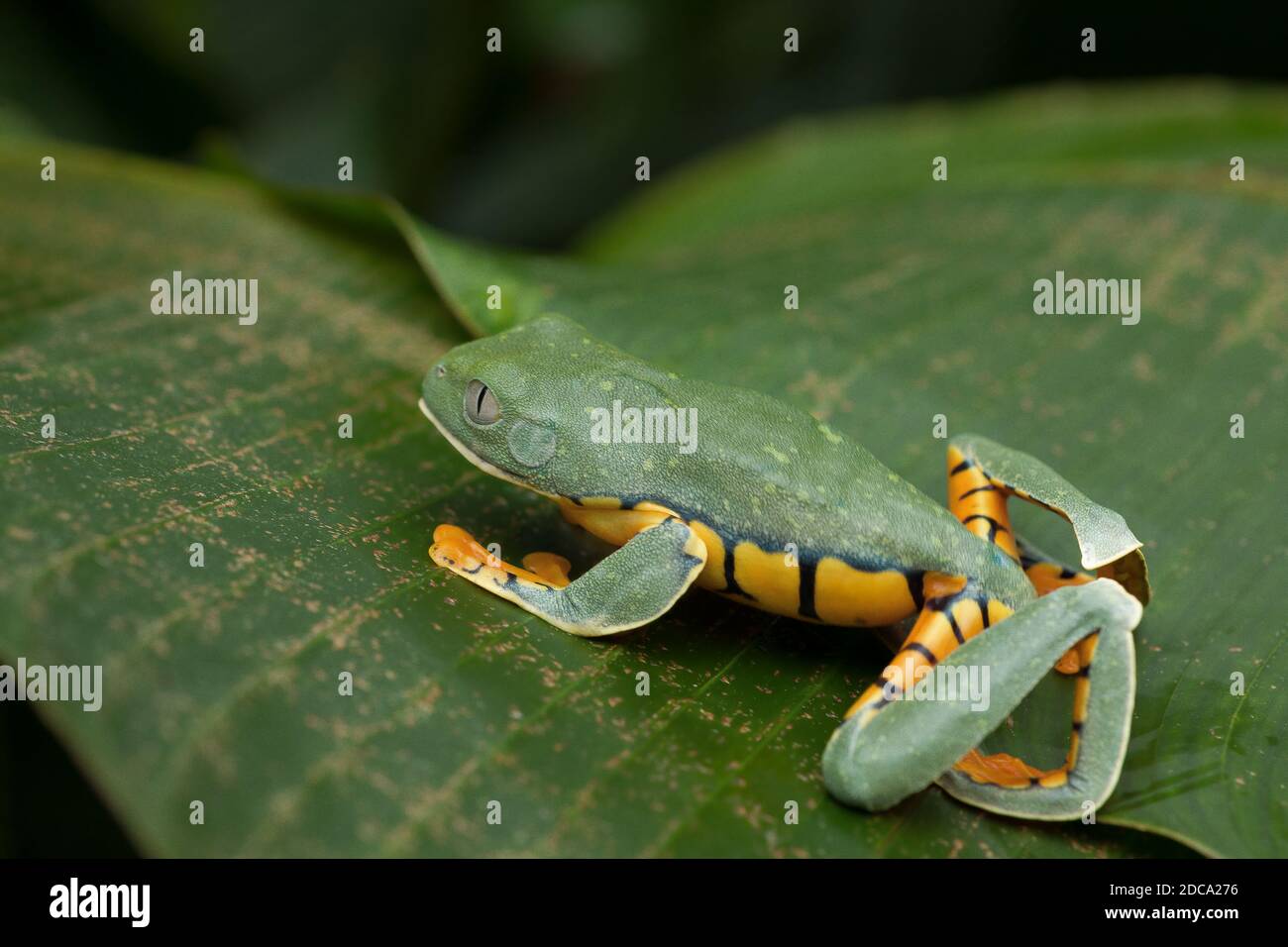 La splendida rana di foglie, Cruziohyla calcarifer, si trova in foreste pluviali umide e neotropiche dal sud della Costa Rica al nord dell'Ecuador. Foto Stock