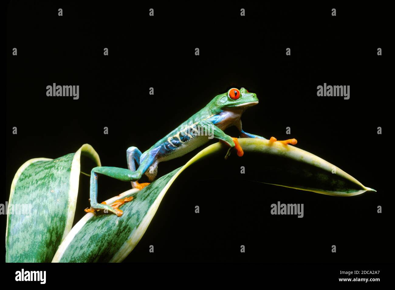 Una rana di foglie dagli occhi rossi, Agalychnis callidyas, su una pianta. Queste rane sono principalmente notturne, dormendo durante il giorno. Foto Stock