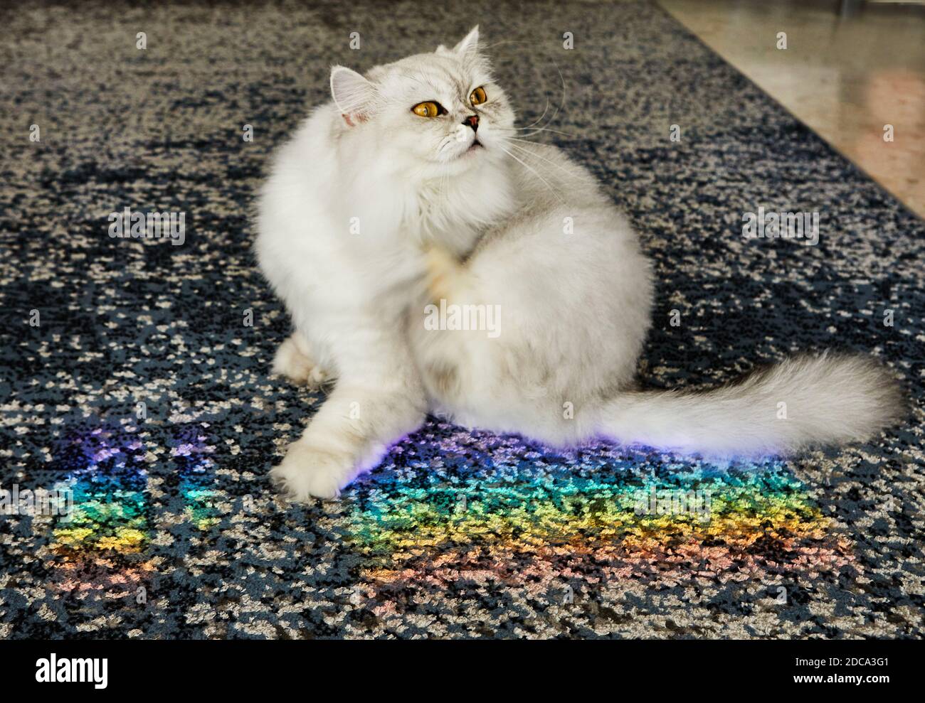Gatto femminile britannico dai capelli lunghi di colore bianco e grigio con arcobaleno. Foto Stock