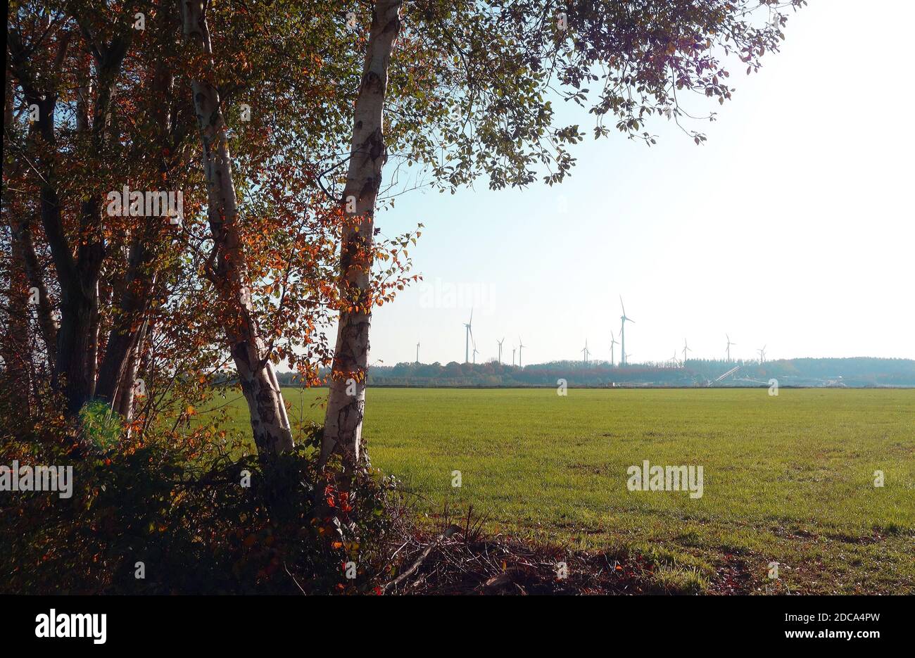 Gruppo di alberi di betulla in autunno. Turbine eoliche in lontananza. Foto Stock