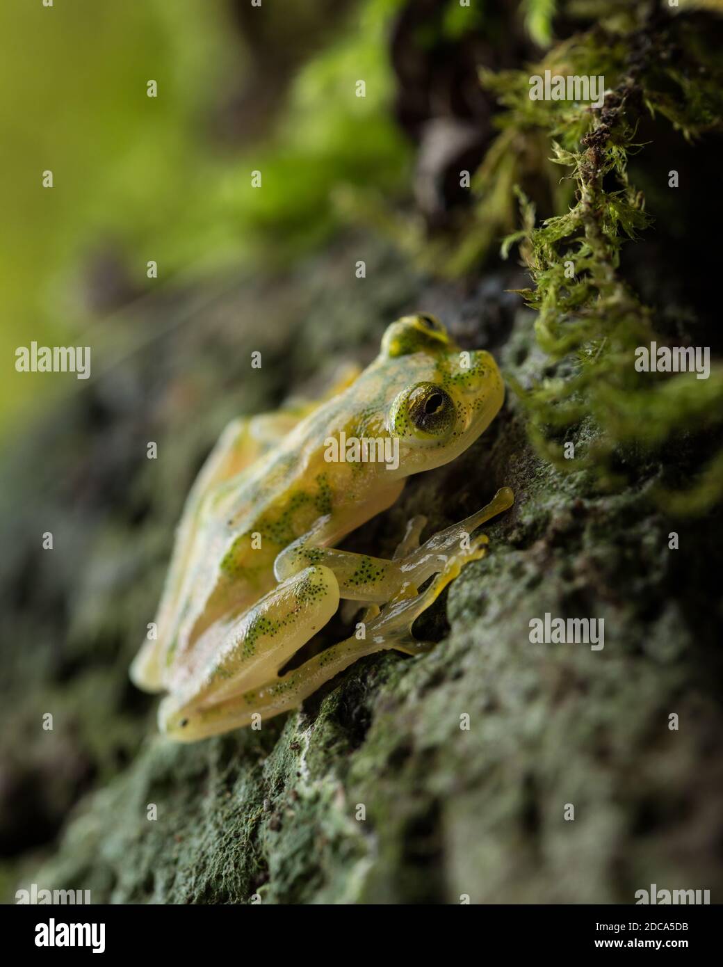 La rana di vetro reticolata, Hyalinobatrachium valerioi, è una rana notturna che si trova nelle foreste pluviali in Costa Rica, Panama, Colombia ed Ecuador. Foto Stock