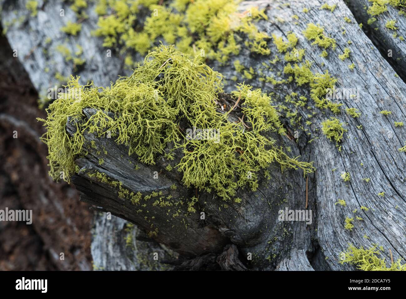 Wolf lichen, un lichene filamentoso, cresce comunemente sulla corteccia di conifere viventi e morti nel Parco Nazionale di Yellowstone, Wyoming, Stati Uniti. Foto Stock