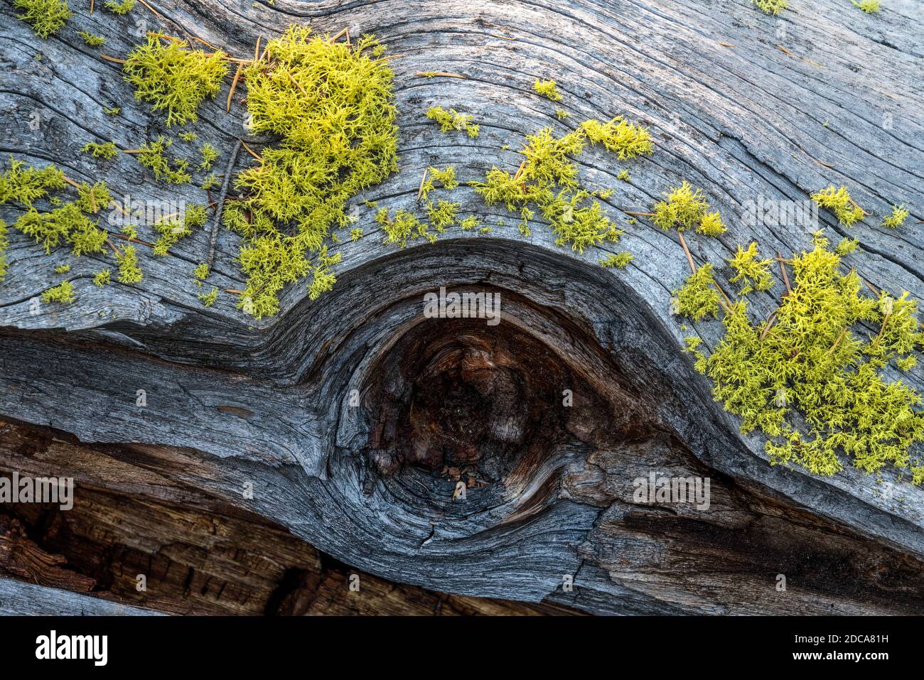 Wolf lichen, un lichene filamentoso, cresce comunemente sulla corteccia di conifere viventi e morti nel Parco Nazionale di Yellowstone, Wyoming, Stati Uniti. Foto Stock
