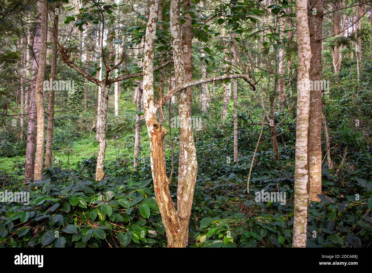 Bella vista degli alberi che forniscono ombra alle piantagioni di caffè nella stazione della collina di Yercaud, Tamil Nadu, India Foto Stock