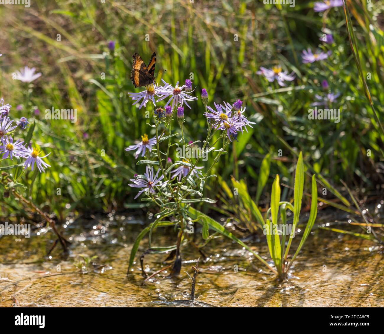 Milbert's Tortoiseshell o Fire-RIM Tortoiseshell farfalla su un'astro viola nel Yellowstone National Park, Wyoming, Stati Uniti. Foto Stock