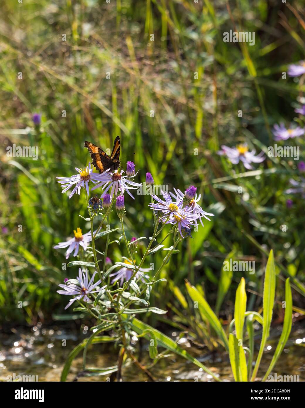 Milbert's Tortoiseshell o Fire-RIM Tortoiseshell farfalla su un'astro viola nel Yellowstone National Park, Wyoming, Stati Uniti. Foto Stock