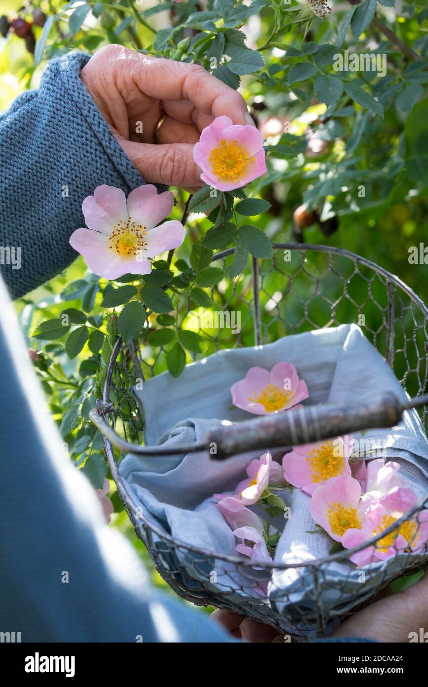 Rosenblüten-Ernte, Rosenblüten sammeln, Kräuterernte, Kräuter sammeln, Hunds-Rose, Hundsrose, Heckenrose, Wildrose, Rose, Rosen, Rosenblüten, Blüte, B. Foto Stock