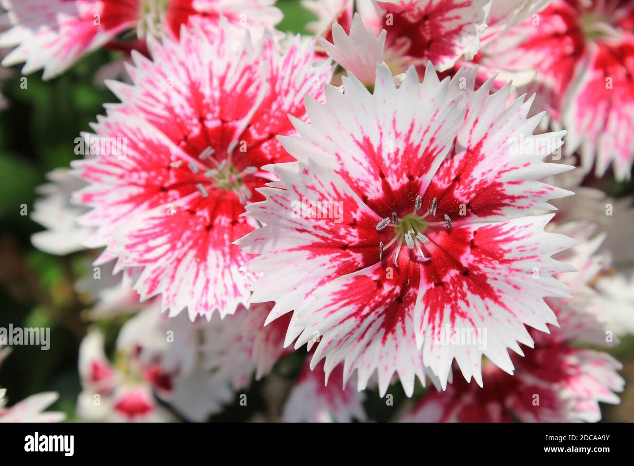 Fiori bianchi e rossi di Dianthus con bordo frastagliato ai petali, Perù Foto Stock