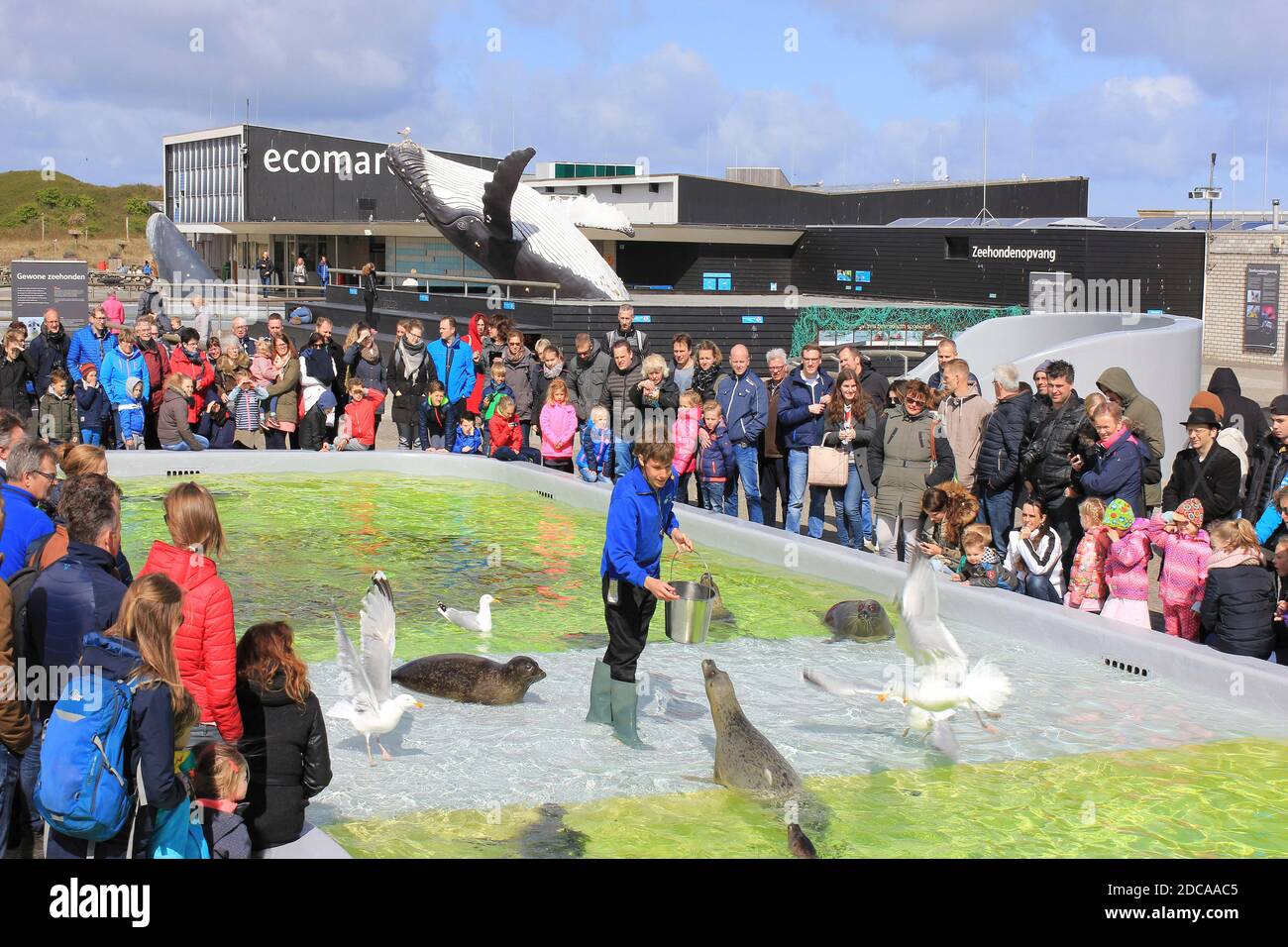 Tempo di alimentazione all'Ecomare Seal Sanctuary, Texel, Paesi Bassi Foto Stock