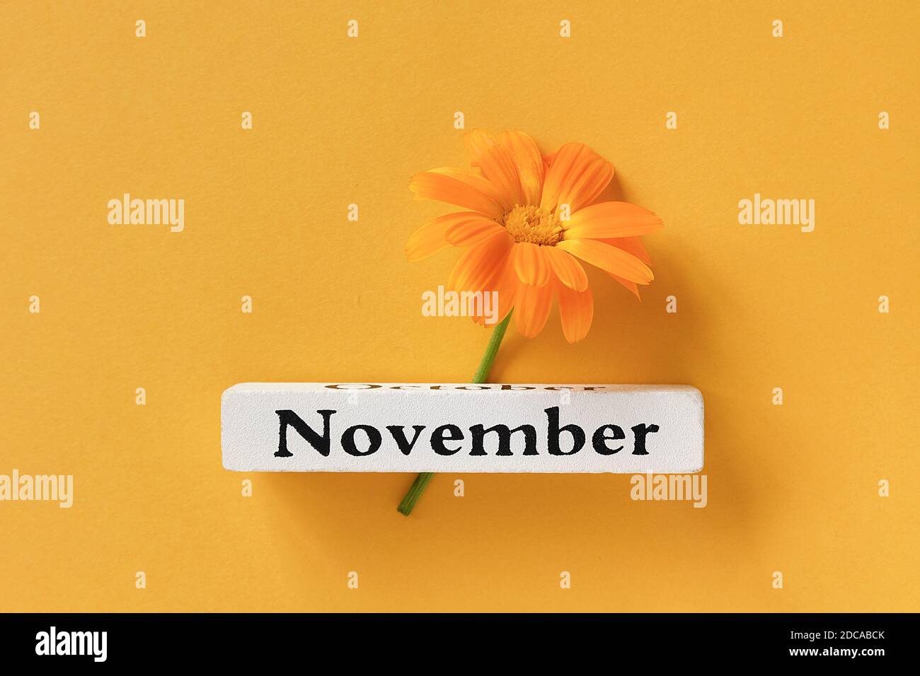 Un fiore di calendula arancione e calendario mese di autunno novembre su sfondo giallo. Vista dall'alto spazio di copia disposizione piatta stile minimo. Concetto Ciao Novembe Foto Stock