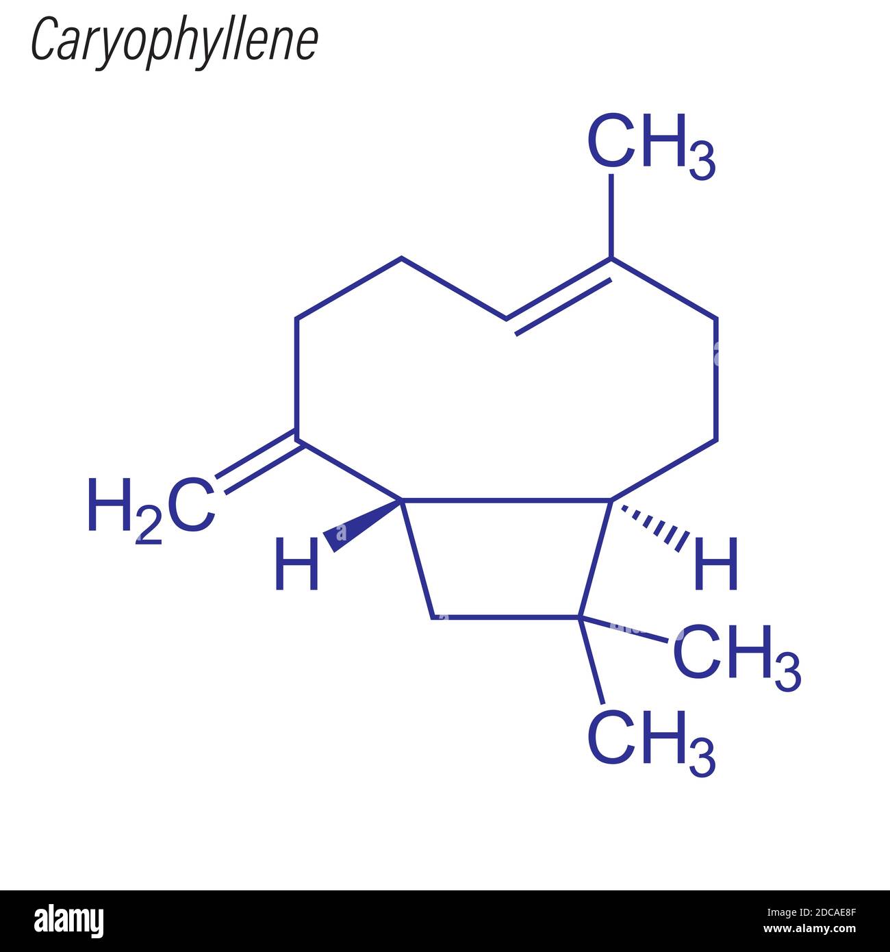 Formula scheletrica di cariofillene. Molecola chimica del farmaco. Illustrazione Vettoriale