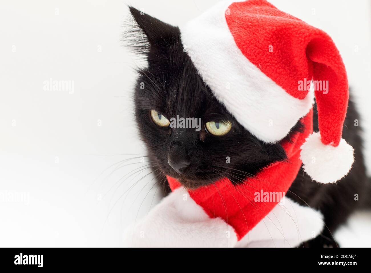 Gatto nero triste in costume di Babbo Natale. Abito di Natale e cappello di  Babbo Natale su gatto nero Foto stock - Alamy