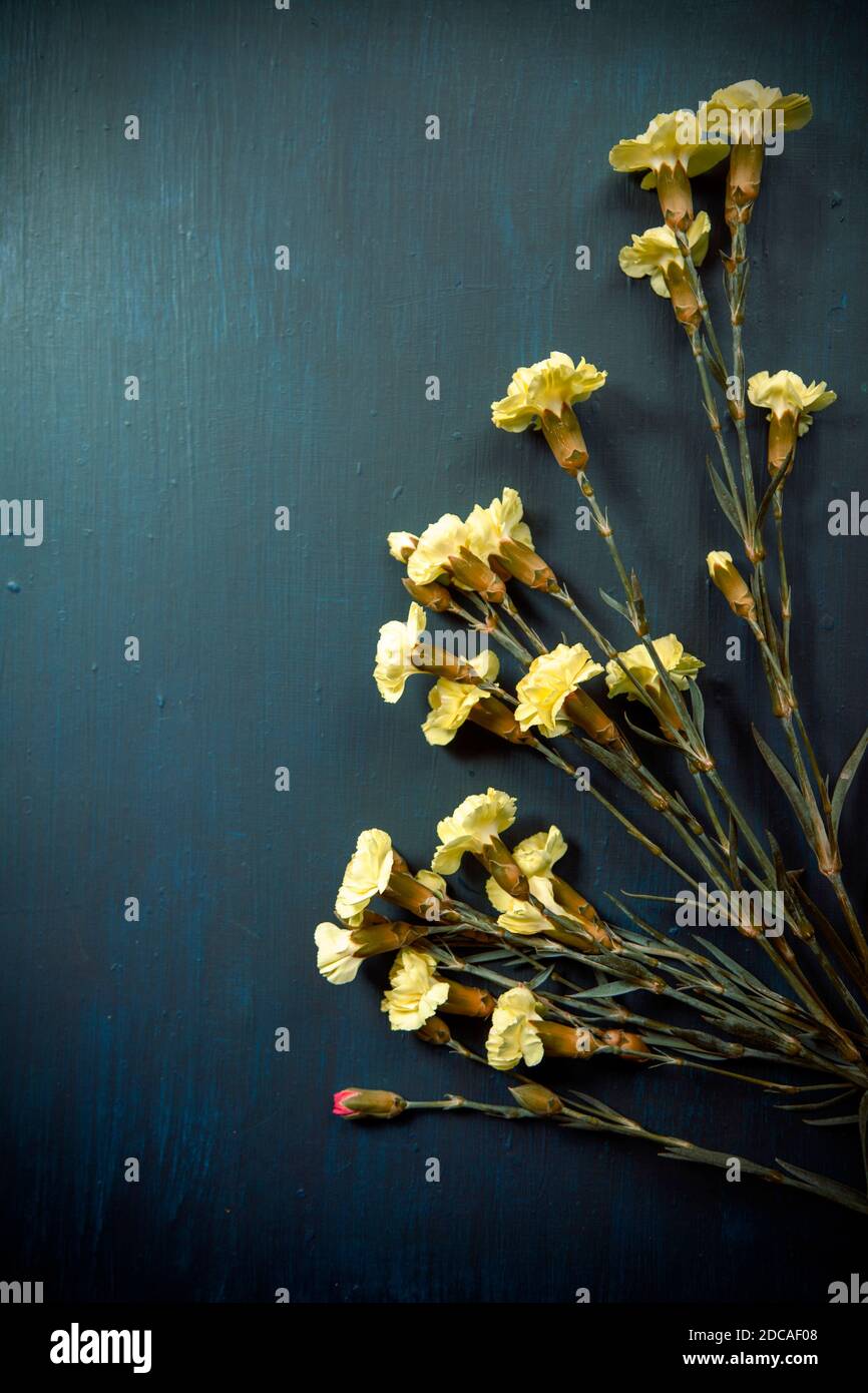 Garofani gialli su terreno blu Foto Stock